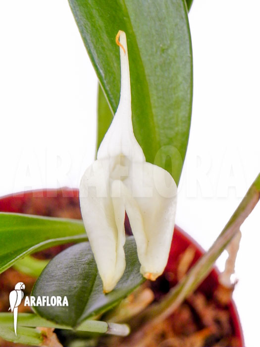 Masdevallia coccinea alba flower