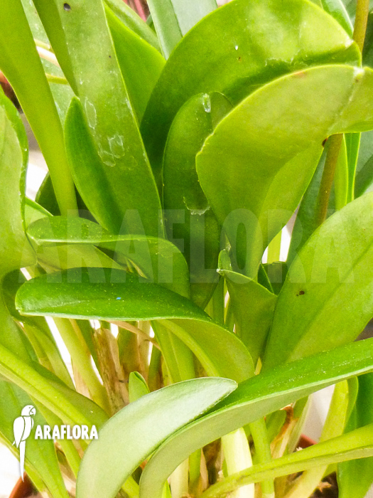 Masdevallia coccinea pink leafs
