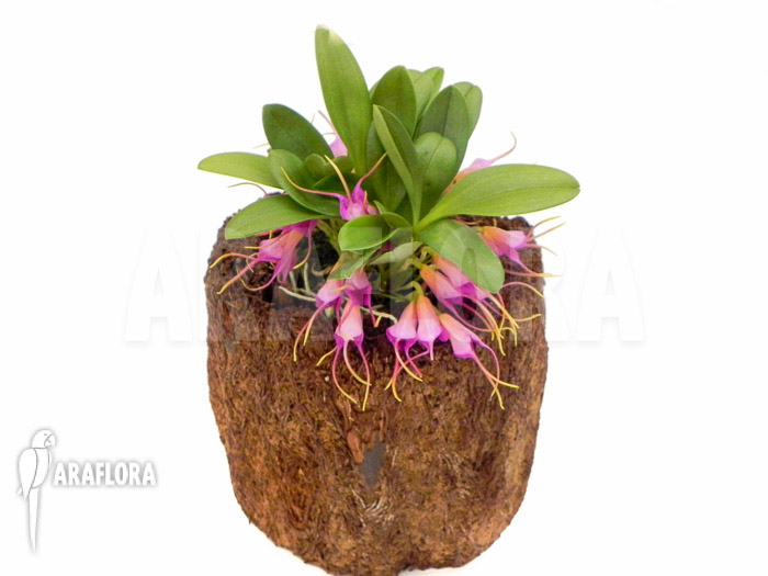 Masdevallia grandulosa