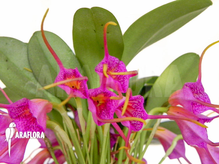 Masdevallia grandulosa