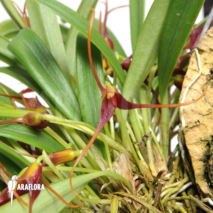 Masdevallia herradurae