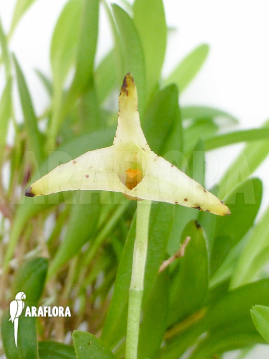 Masdevallia minuta