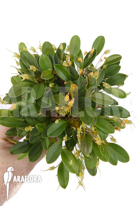 Masdevallia nidifica ‘Yellow’