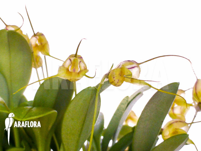 Masdevallia nifidica ‘yellow’