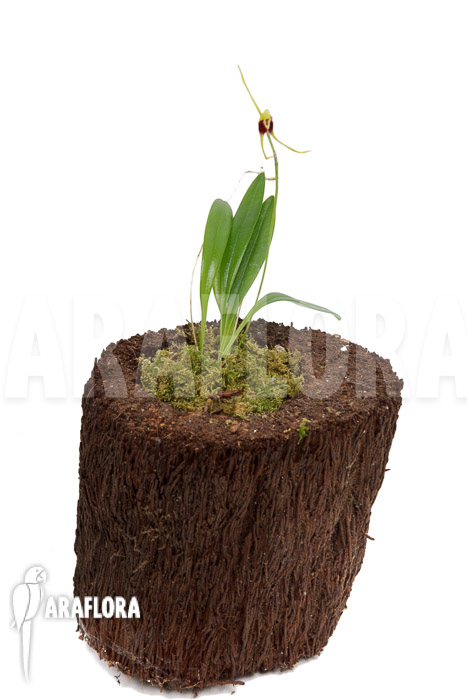 Masdevallia oreas