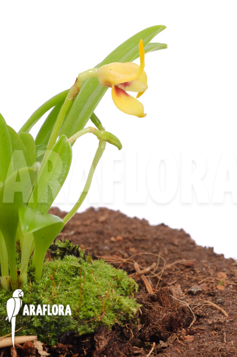 Masdevallia sprucei
