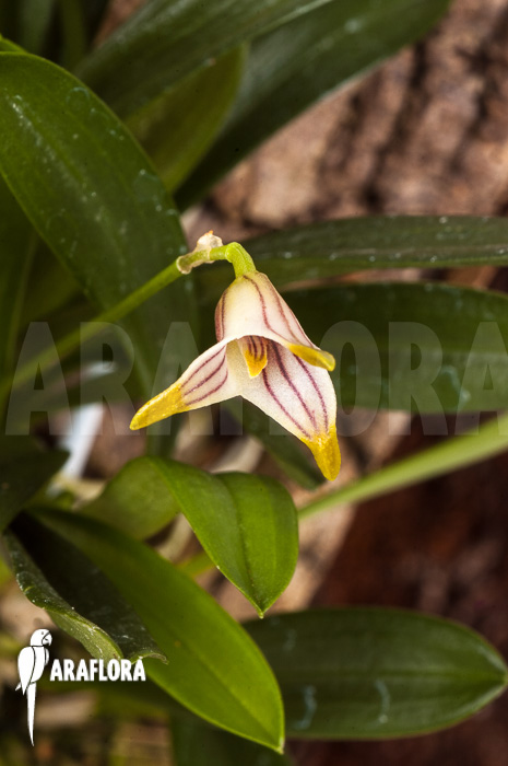 Masdevallia striatella ‘mounted’