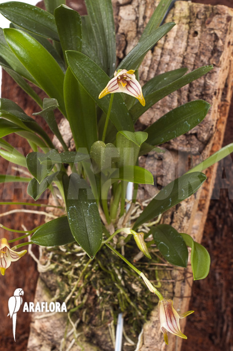 Masdevallia striatella ‘mounted’