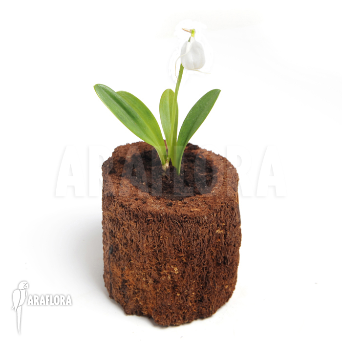 Masdevallia tovarensis