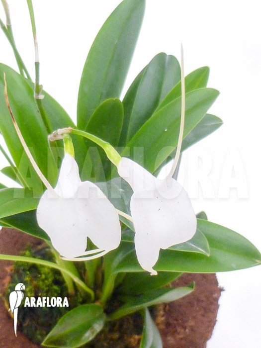 Masdevallia tovarensis