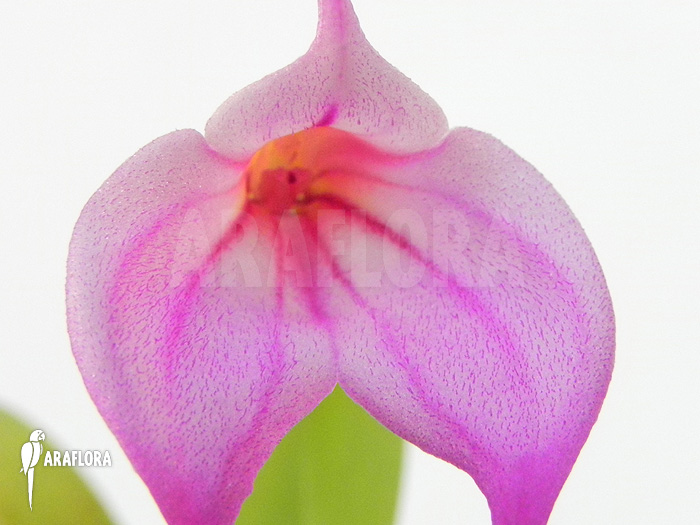 Masdevallia x ‘Pink’