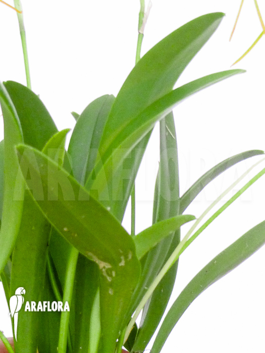 Masdevallia x new orange