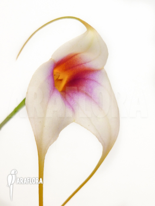 Madevallia x silver star