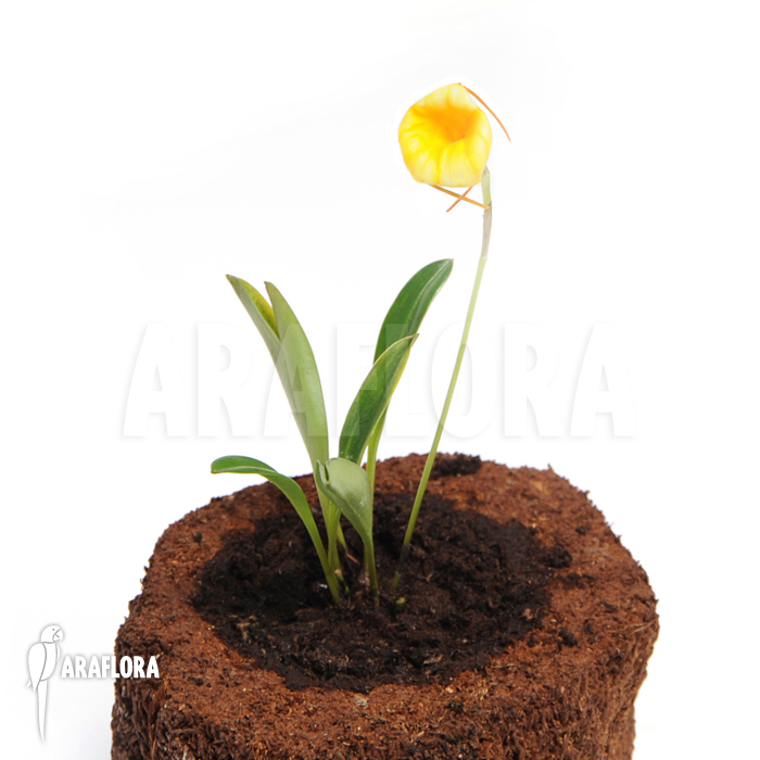 Masdevallia x Liana ‘Yellow’