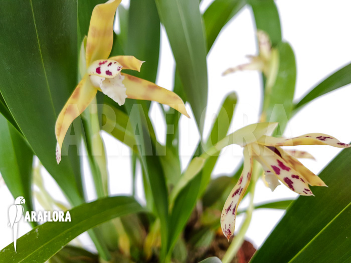 Maxillaria picta