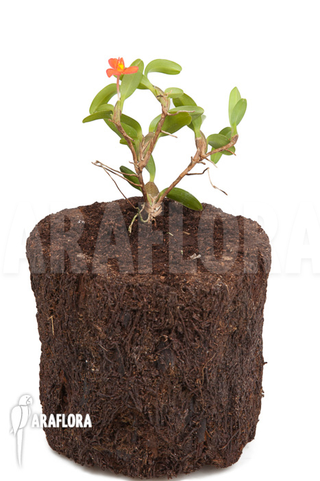 Maxillaria sophronitis