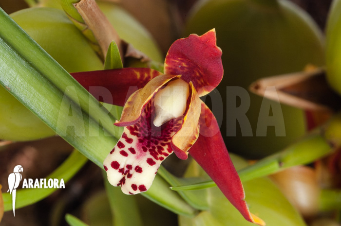 Maxillaria tenuifolia ‘L’