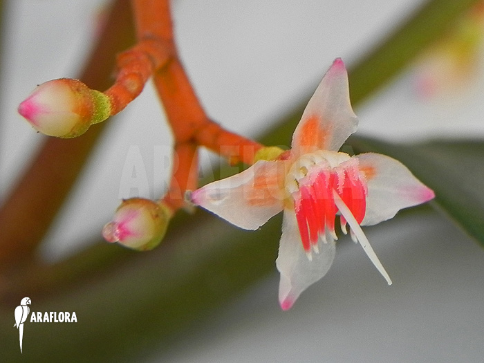 Medinilla scortechinii
