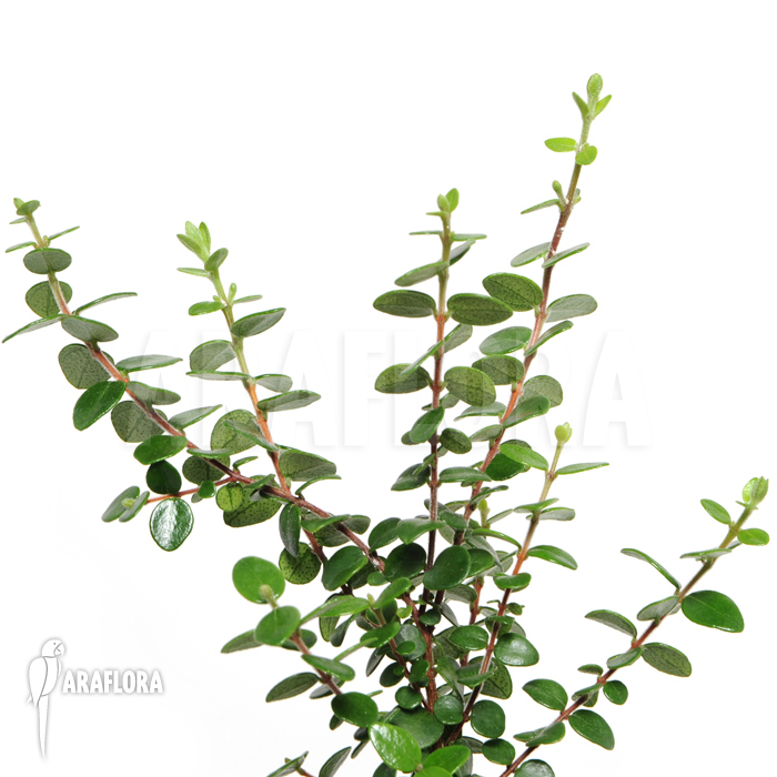 Metrosideros carmineus &lsquo;L&rsquo;