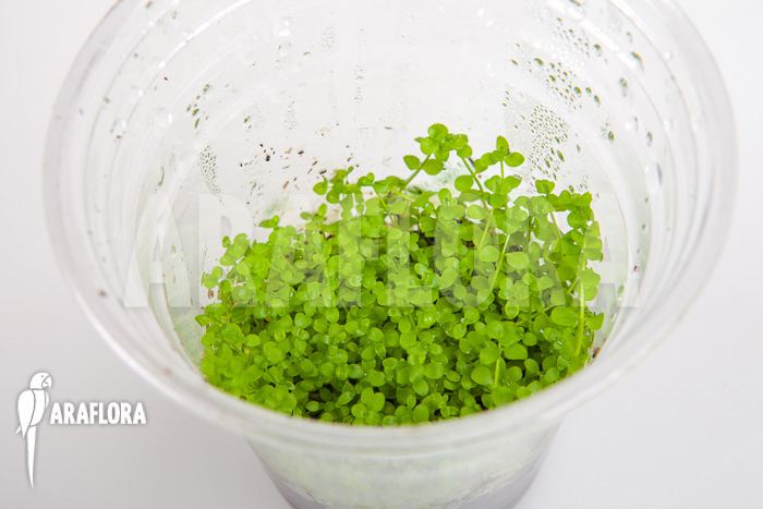 Micranthemum species ‘FV01’