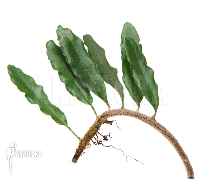 Microgramma squamulosa