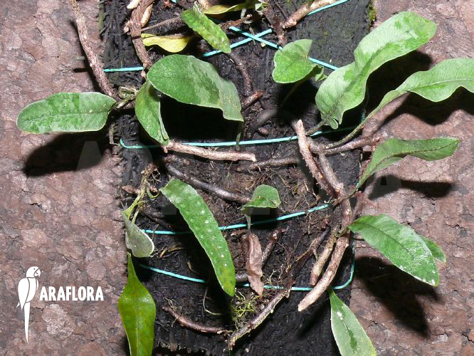 Microgramma squamulosa