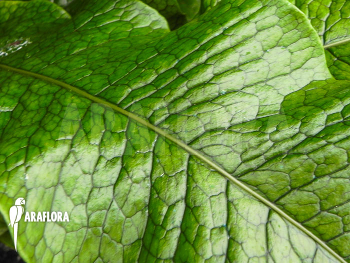 Microsorum musifolium detail