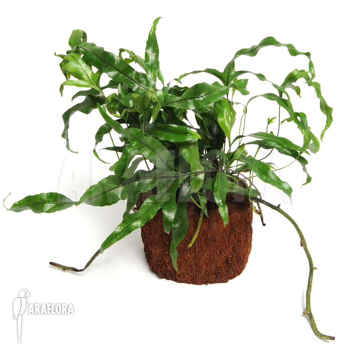 Microsorum pustulatum