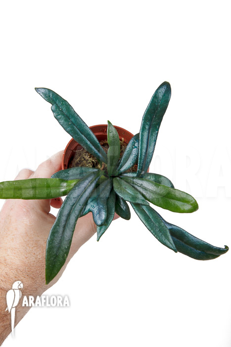 Microsorum steerei ‘Thailandicum’