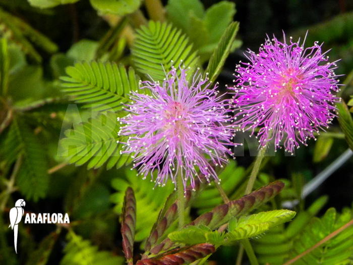 Mimosa pudica flower