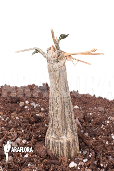 Momordica-rostrata-1