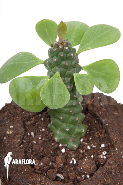 Monadenium ‘Ritchii’