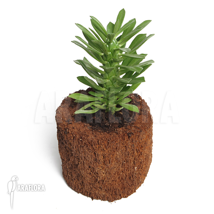 Monadenium stapeliadodes