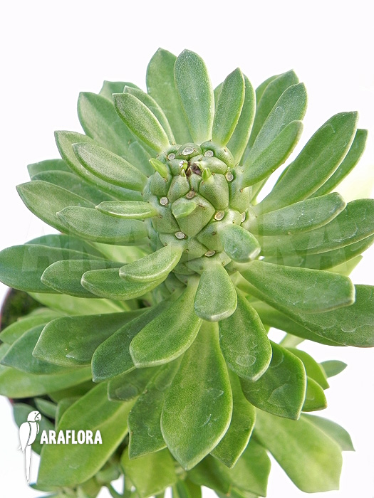 Monadenium stapeliadodes