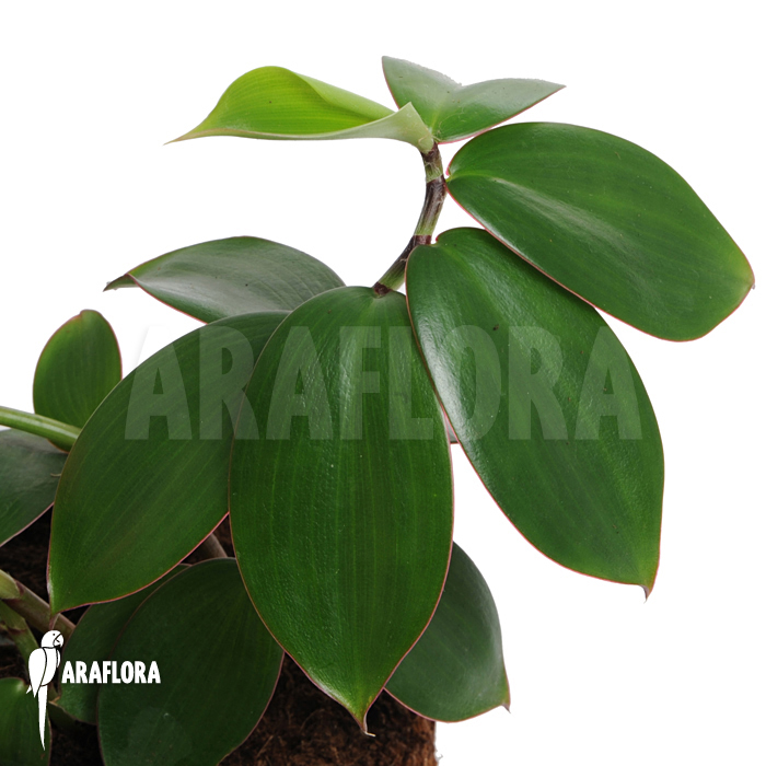 Monocostus uniflorus