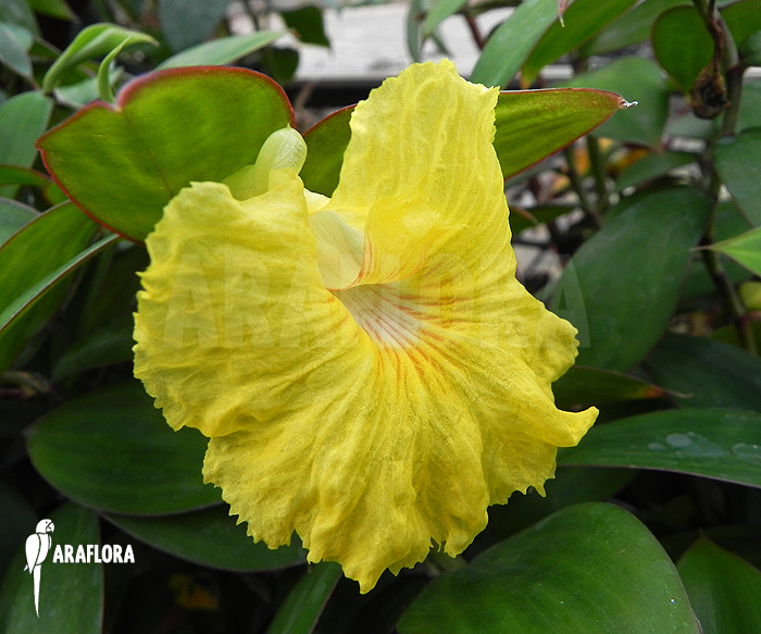 Monocostus uniflorus