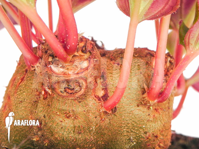 Monolena primuliflora ‘L’