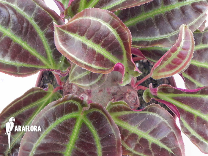 Monolena primuliflora ‘L’