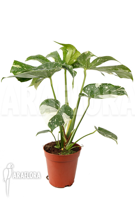 Monstera &lsquo;Thai Constellation&rsquo; &lsquo;L&rsquo;