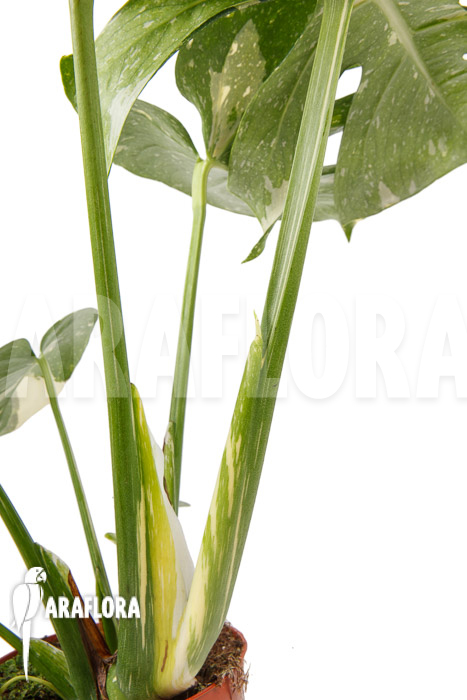 Monstera &lsquo;Thai Constellation&rsquo; &lsquo;L&rsquo;