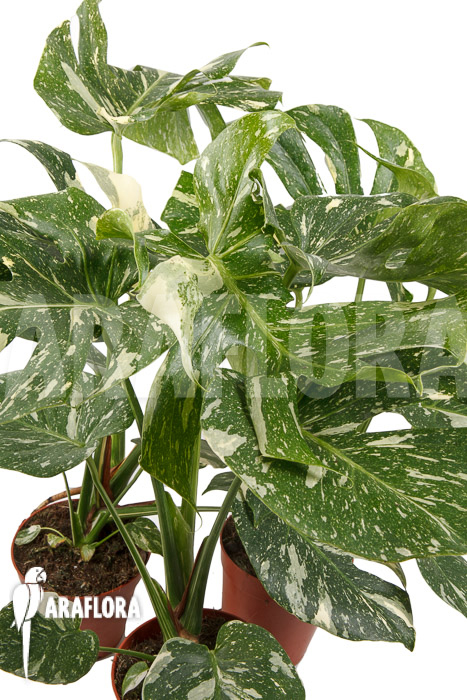 Monstera &lsquo;Thai Constellation&rsquo; &lsquo;L&rsquo;