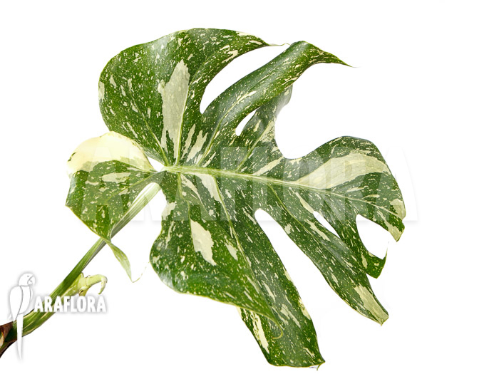 Monstera &lsquo;Thai Constellation&rsquo; &lsquo;L&rsquo;