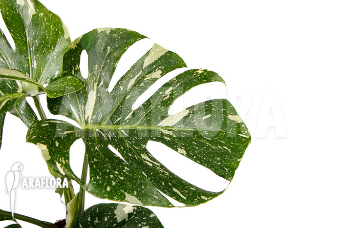 Monstera &lsquo;Thai Constellation&rsquo; &lsquo;L&rsquo;