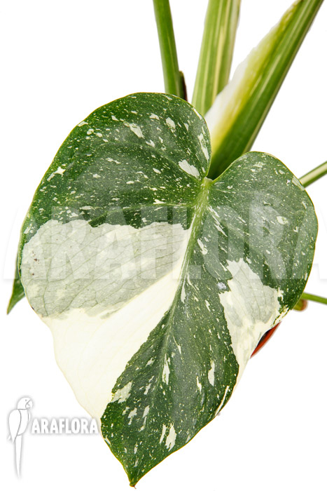 Monstera &lsquo;Thai Constellation&rsquo; &lsquo;M&rsquo;