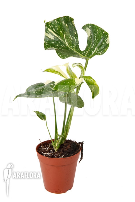 Monstera &lsquo;Thai Constellation&rsquo; &lsquo;M&rsquo;