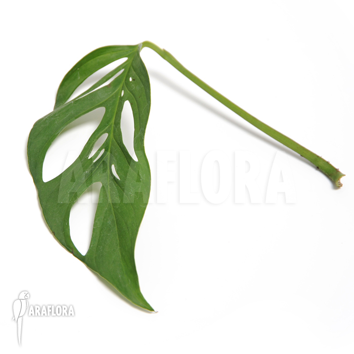 Monstera adansonii