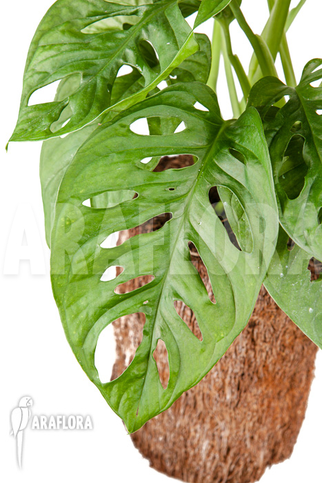 Monstera adansonii &lsquo;Leichtlinii&rsquo;