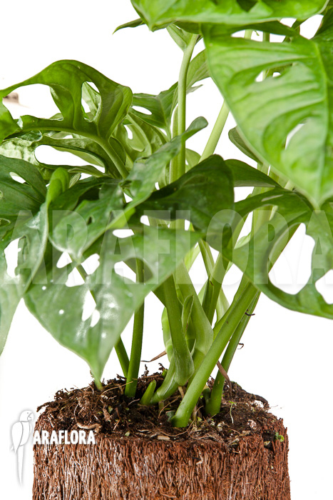 Monstera adansonii &lsquo;Leichtlinii&rsquo;
