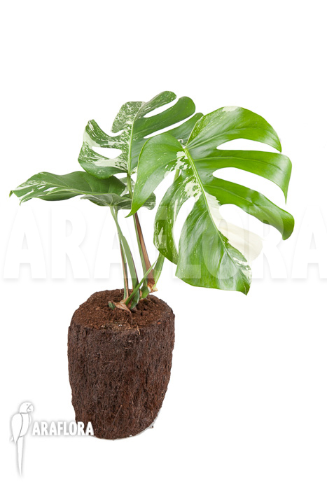 Monstera deliciosa variegata “M”
