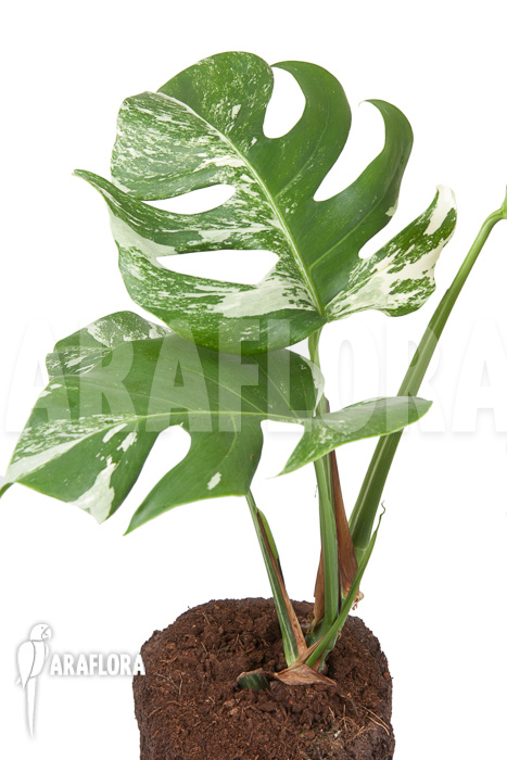 Monstera deliciosa variegata “M”